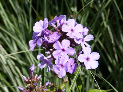 2016-07-07 Phlox 'Blue Evening'.jpg