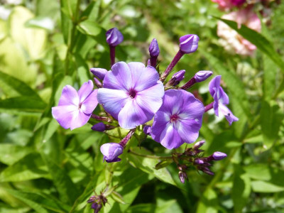 2016-07-07 Phlox 'Fiosin'.jpg