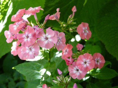 2016-07-07 Phlox 'Junior Dancer'.jpg