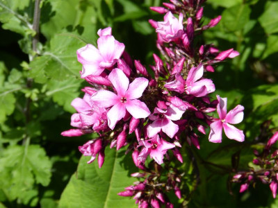 2016-07-07 Phlox 'Miss Elie'.jpg