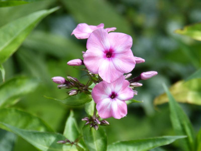 2016-07-07 Phlox 'Oljenka'.jpg