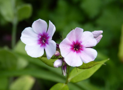 2016-07-07 Phlox 'Swizzle'.jpg