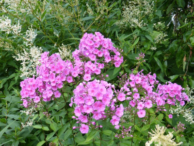 2016-07-07 Phlox 'Winnetou'.jpg