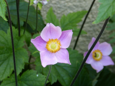 2016-07-07 Anemone tomentosa 'Robustissima'.jpg