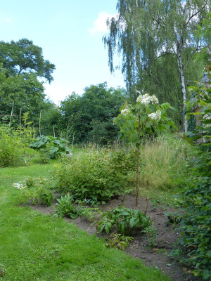 2016-07-07 Hydrangea quercifolia.jpg