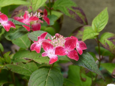 2016-07-07 Hydrangea serrata 'Hatsuhime'.jpg