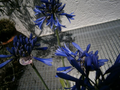 Blüten Juli16 005.JPG