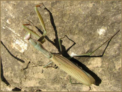 MANTIS_SO_0810_III.jpg