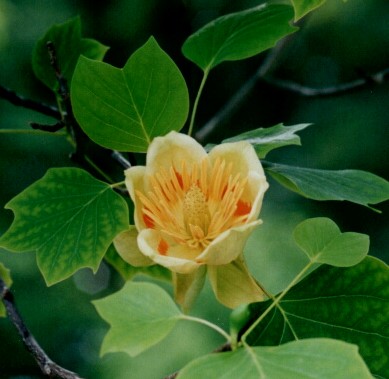 Liriodendron_tulipifera_Blute.jpg