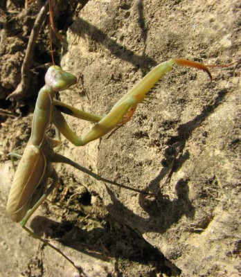 MANTIS_SO_0810_IV.jpg