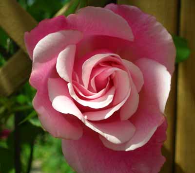 Staechlin-seidenwirbel.jpg