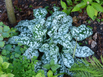 2016-07-07 Pulmonaria.jpg