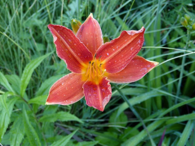 2016-07-07 Hemerocallis 'Rajah'.jpg