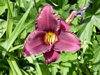 2016-07-07 Hemerocallis 'Grape Velvet'.jpg