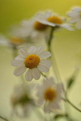DSC_7240.jpg