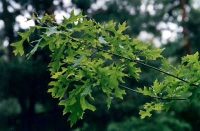 Quercus_shumardii.jpg