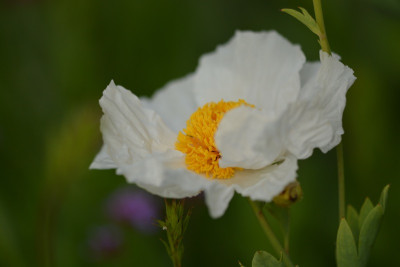 coulteri.jpg
