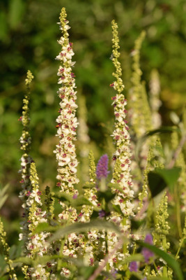 Verbascum chaixii.jpg