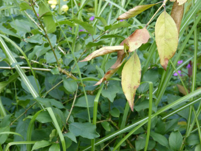 2016-07-07 Chionanthus retusus 3.jpg