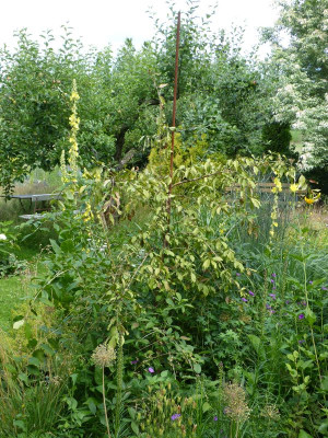 2016-07-07 Chionanthus retusus.jpg