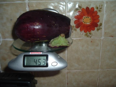 Aubergine_Super_Star.jpg