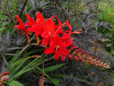 Crocosmia Lucifer July 2016.JPG