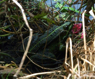 teichfrosch.jpg
