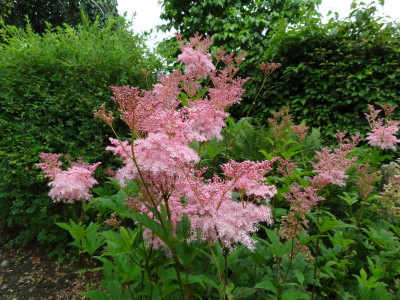 Filipendula rubra Venusta Magnifica July 2016.JPG