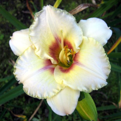 Queensland_36551.jpg