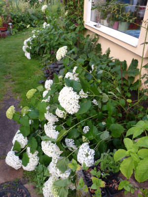 2016-07-08 Hydrangea 'Annabelle'.jpg