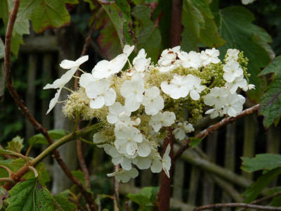 2016-07-08 Hydrangea quercifolia 1.jpg