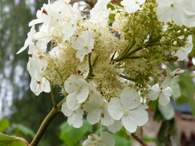 2016-07-08 Hydrangea quercifolia 2.jpg