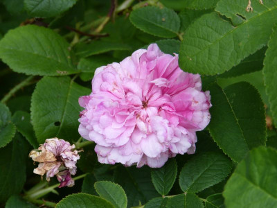 2016-07-08 Rose 1.jpg