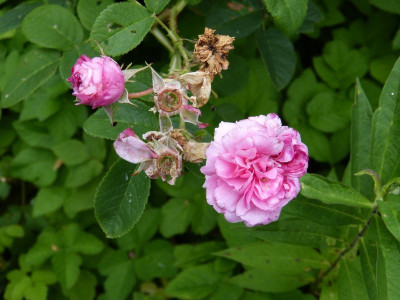 2016-07-08 Rose 2.jpg