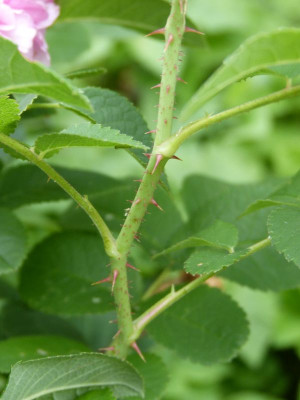 2016-07-08 Rose 5.jpg