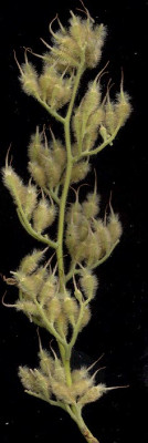 pterostyrax_hispida.jpg