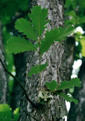 Quercus_macranthera.jpg