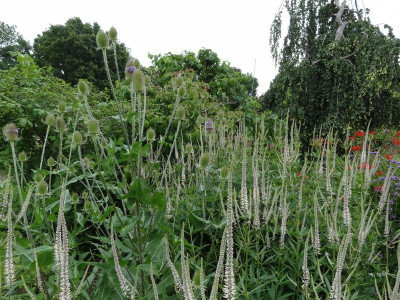 Veronicastrum alboroseum mit Dipsacus July 2016.JPG