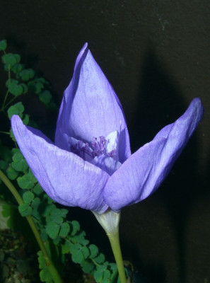 Crocus_banaticus_06-02.JPG