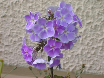 PICT1362.JPG