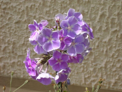 PICT1365.JPG