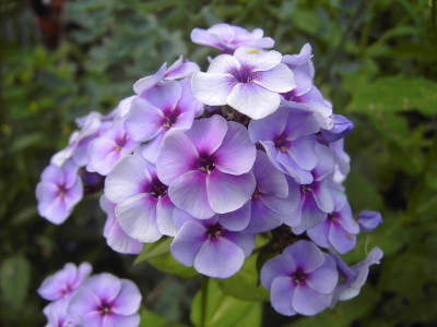 PICT1375.JPG