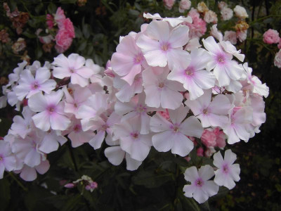 PICT1382.JPG