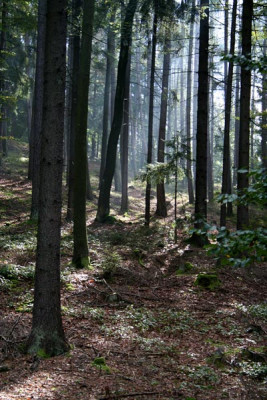 Diebstein-8.jpg