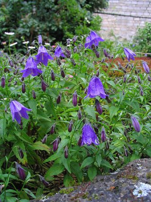 Campanula_collina.jpg