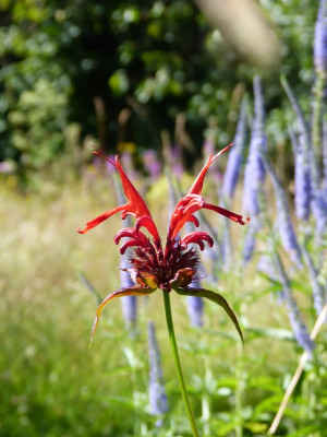 2016-07-10 Gartenimpressionen 1.jpg
