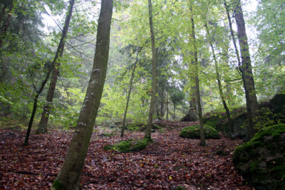 Diebstein-2.jpg