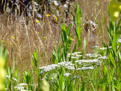 2016-07-10 Gartenimpressionen 4.jpg