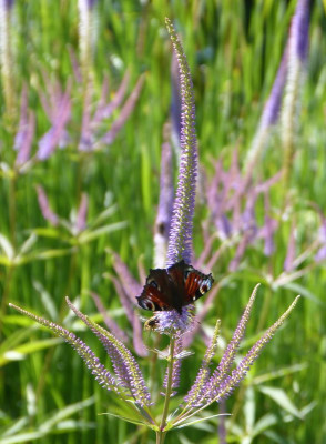 2016-07-10 Gartenimpressionen 5.jpg