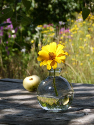2016-07-10 Gartenimpressionen 6.jpg